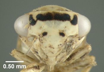 Media type: image;   Entomology 618922 Aspect: head frontal view